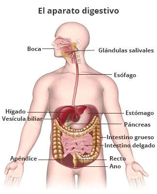 sistema-digestivo